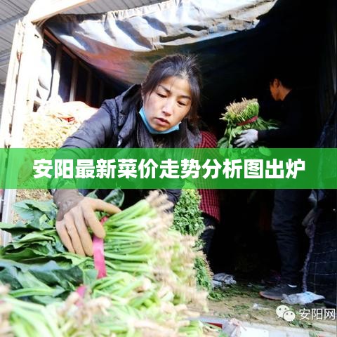 安阳最新菜价走势分析图出炉