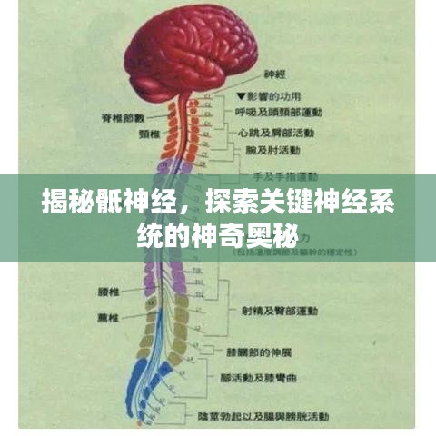 揭秘骶神经，探索关键神经系统的神奇奥秘