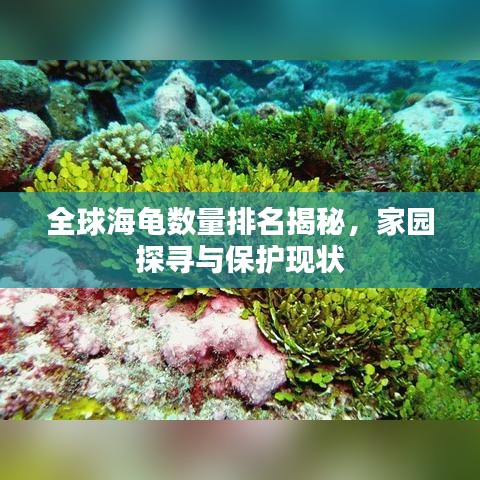 全球海龟数量排名揭秘，家园探寻与保护现状