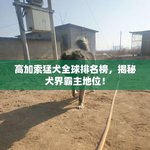 高加索猛犬全球排名榜，揭秘犬界霸主地位！