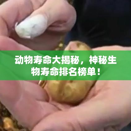 动物寿命大揭秘，神秘生物寿命排名榜单！