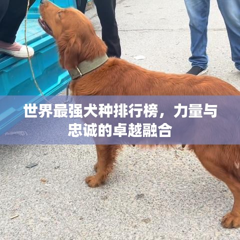 世界最强犬种排行榜，力量与忠诚的卓越融合