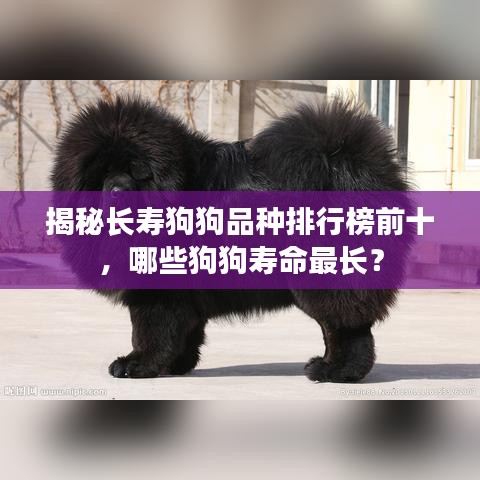 揭秘长寿狗狗品种排行榜前十，哪些狗狗寿命最长？