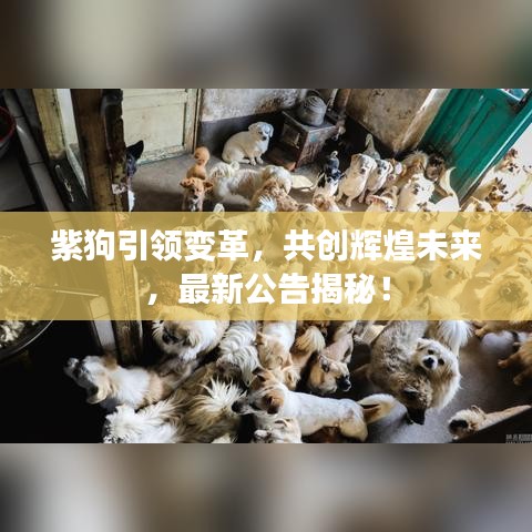 紫狗引领变革，共创辉煌未来，最新公告揭秘！