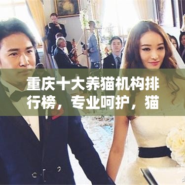 重庆十大养猫机构排行榜，专业呵护，猫咪的温馨家园，爱猫人士必看！