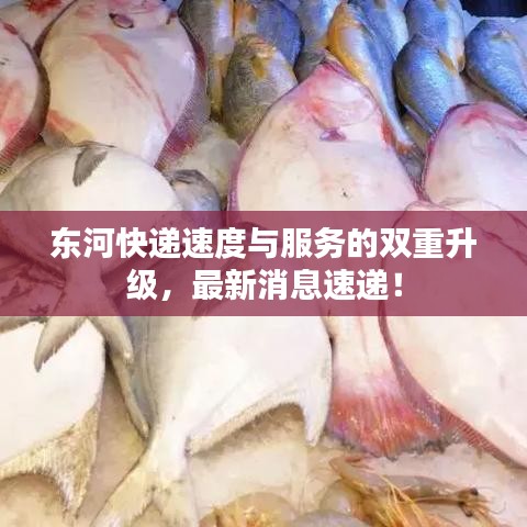 东河快递速度与服务的双重升级，最新消息速递！