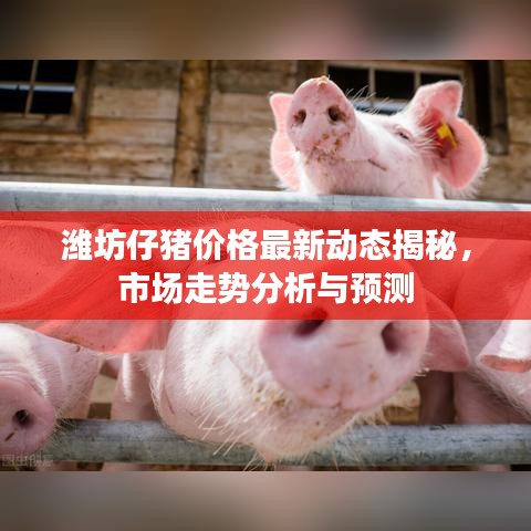 潍坊仔猪价格最新动态揭秘，市场走势分析与预测