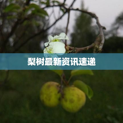 梨树最新资讯速递