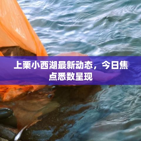 上栗小西湖最新动态，今日焦点悉数呈现