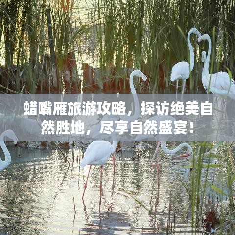 蜡嘴雁旅游攻略，探访绝美自然胜地，尽享自然盛宴！