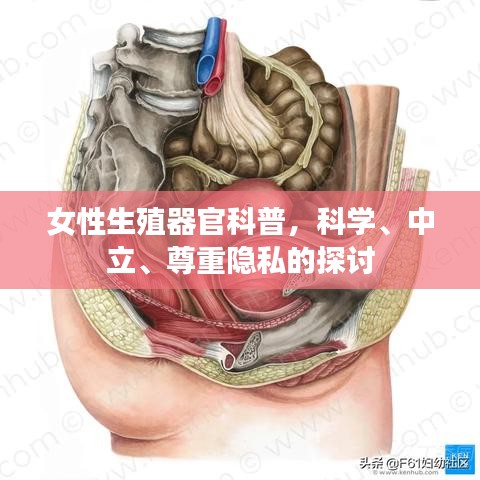 女性生殖器官科普，科学、中立、尊重隐私的探讨