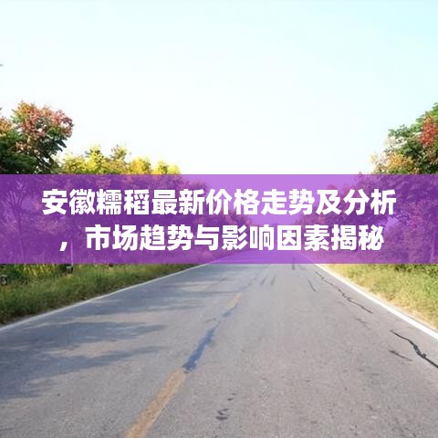 安徽糯稻最新价格走势及分析，市场趋势与影响因素揭秘