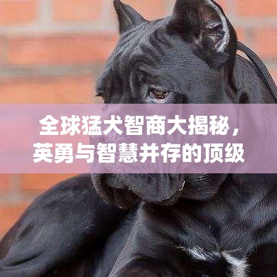 全球猛犬智商大揭秘，英勇与智慧并存的顶级犬种排名