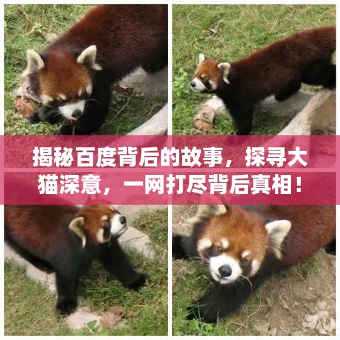 揭秘百度背后的故事，探寻大猫深意，一网打尽背后真相！