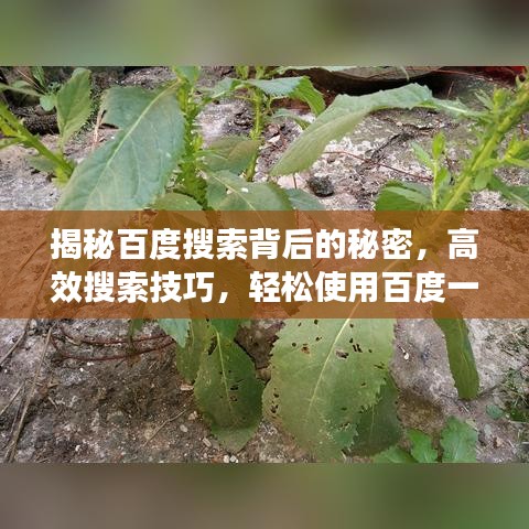 揭秘百度搜索背后的秘密，高效搜索技巧，轻松使用百度一下干啥的！