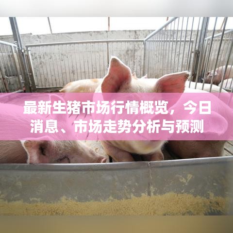 最新生猪市场行情概览，今日消息、市场走势分析与预测