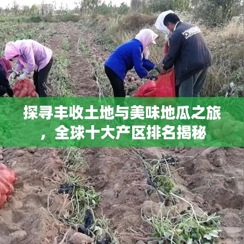 探寻丰收土地与美味地瓜之旅，全球十大产区排名揭秘