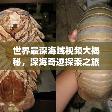 世界最深海域视频大揭秘，深海奇迹探索之旅！