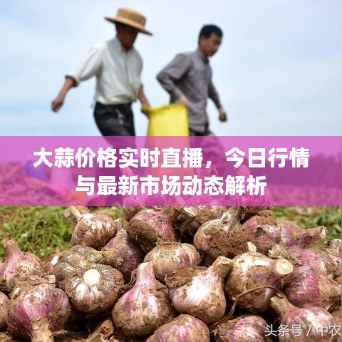 大蒜价格实时直播，今日行情与最新市场动态解析