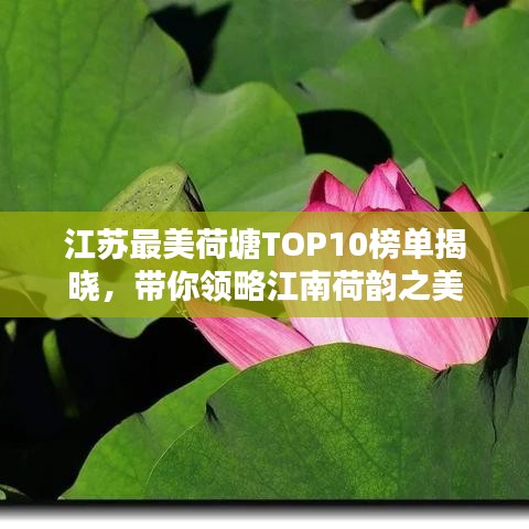 江苏最美荷塘TOP10榜单揭晓，带你领略江南荷韵之美