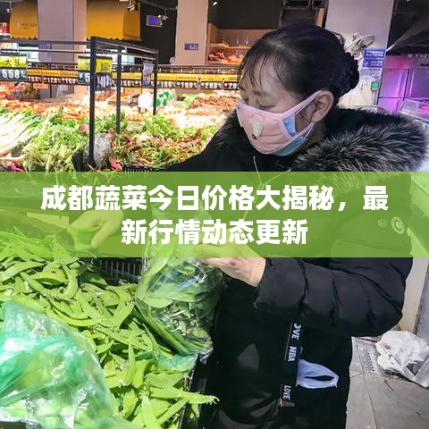 成都蔬菜今日价格大揭秘，最新行情动态更新