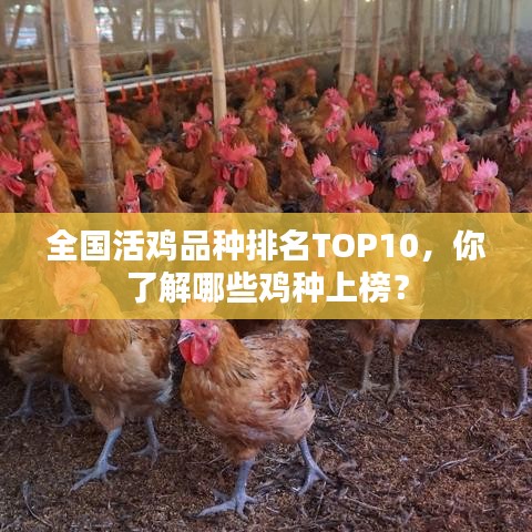 全国活鸡品种排名TOP10，你了解哪些鸡种上榜？