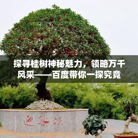 探寻桂树神秘魅力，领略万千风采——百度带你一探究竟