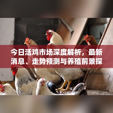 今日活鸡市场深度解析，最新消息、走势预测与养殖前景探讨