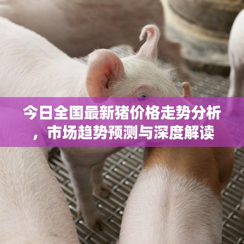 今日全国最新猪价格走势分析，市场趋势预测与深度解读