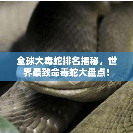 全球大毒蛇排名揭秘，世界最致命毒蛇大盘点！