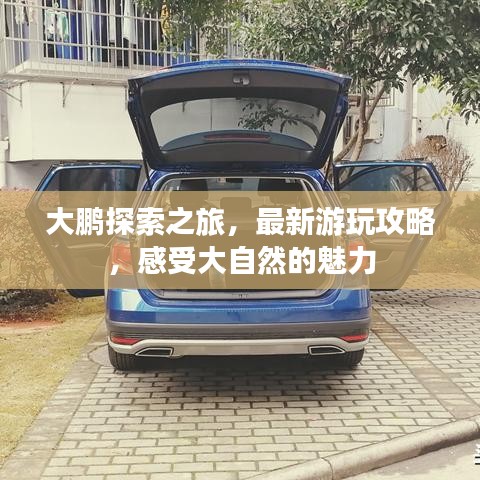 大鹏探索之旅，最新游玩攻略，感受大自然的魅力