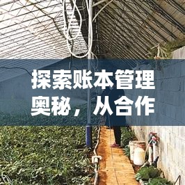 探索账本管理奥秘，从合作社账本出发，揭开账本管理面纱——百度收录标准标题