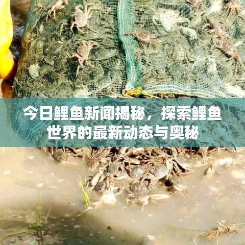 今日鲤鱼新闻揭秘，探索鲤鱼世界的最新动态与奥秘