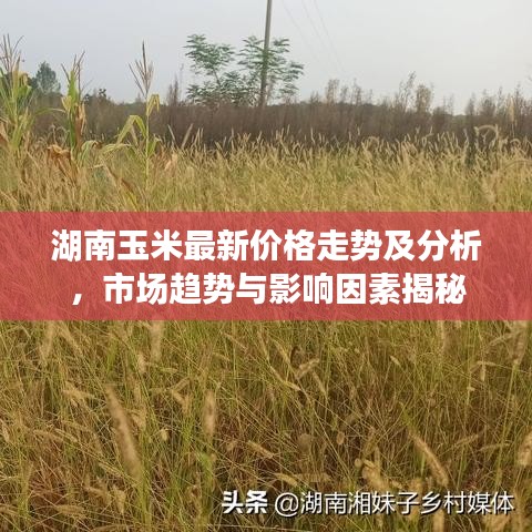 湖南玉米最新价格走势及分析，市场趋势与影响因素揭秘