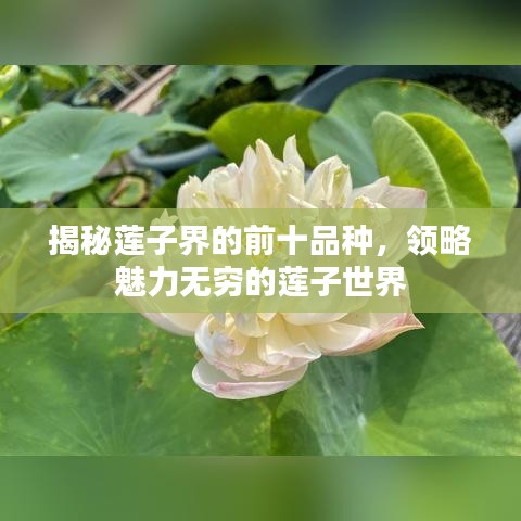 揭秘莲子界的前十品种，领略魅力无穷的莲子世界