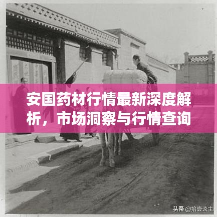 安国药材行情最新深度解析，市场洞察与行情查询指南