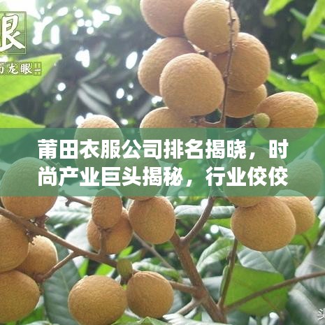 莆田衣服公司排名揭晓，时尚产业巨头揭秘，行业佼佼者引领潮流发展