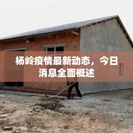 杨岭疫情最新动态，今日消息全面概述
