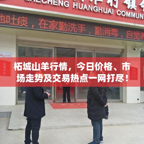 柘城山羊行情，今日价格、市场走势及交易热点一网打尽！