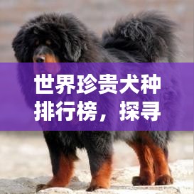世界珍贵犬种排行榜，探寻顶级稀有犬种的尊贵地位！