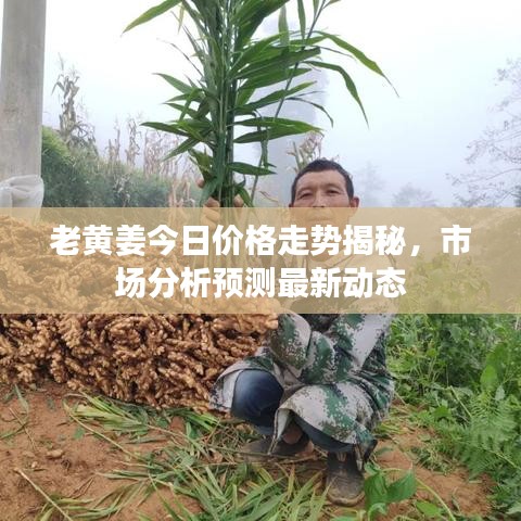 老黄姜今日价格走势揭秘，市场分析预测最新动态