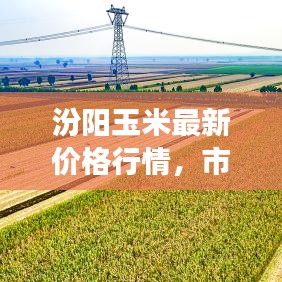 汾阳玉米最新价格行情，市场走势及影响因素深度解析