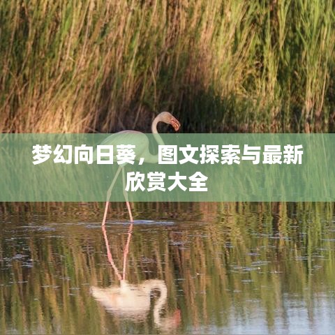 梦幻向日葵，图文探索与最新欣赏大全