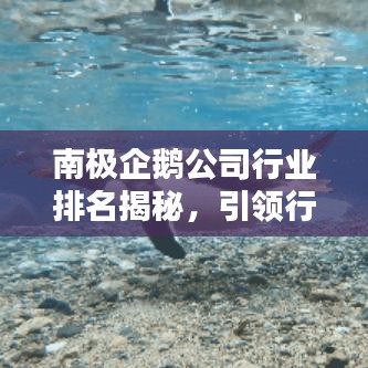 南极企鹅公司行业排名揭秘，引领行业风潮的足迹探寻