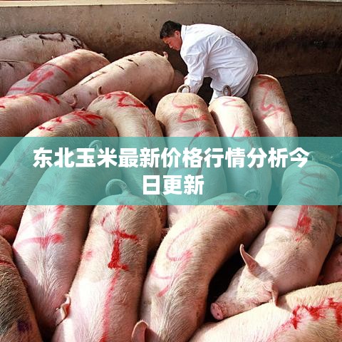 东北玉米最新价格行情分析今日更新