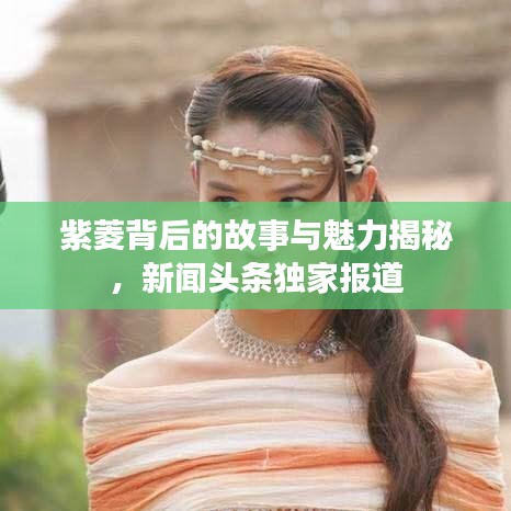 紫菱背后的故事与魅力揭秘，新闻头条独家报道