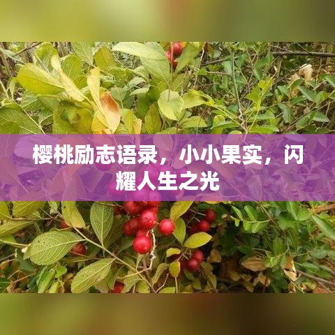 樱桃励志语录，小小果实，闪耀人生之光