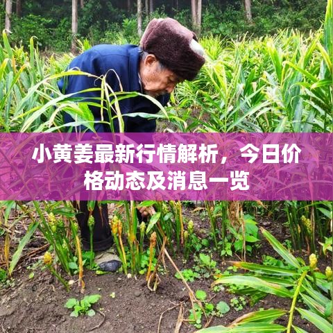 小黄姜最新行情解析，今日价格动态及消息一览