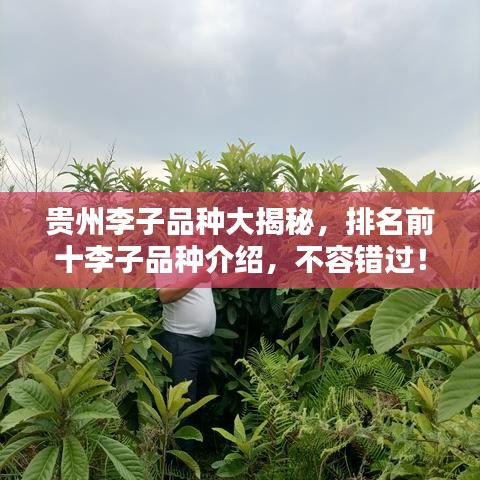 贵州李子品种大揭秘，排名前十李子品种介绍，不容错过！