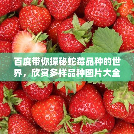百度带你探秘蛇莓品种的世界，欣赏多样品种图片大全